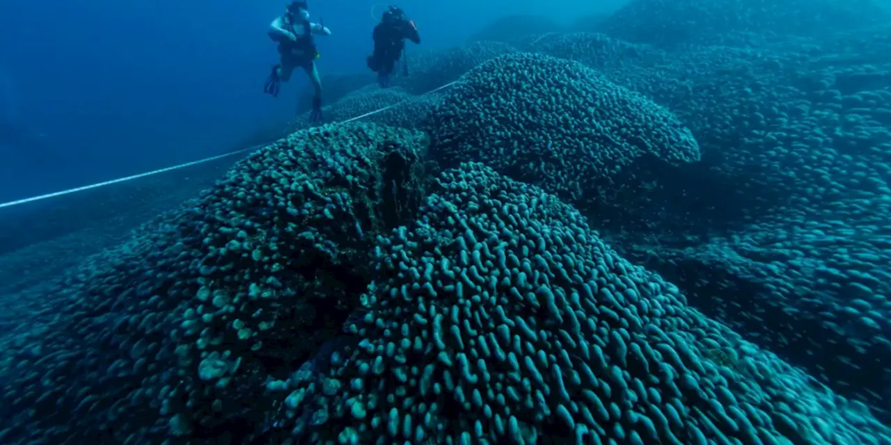 World's Largest Coral Found in Pacific, Unharmed by Planetary Heating