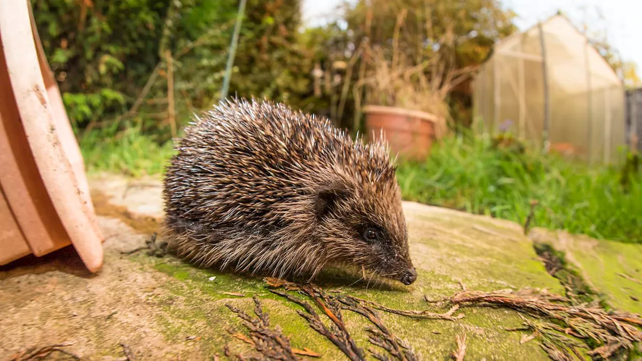 Why gardeners should put chopped apples and an old cardboard box in their gardens this winter