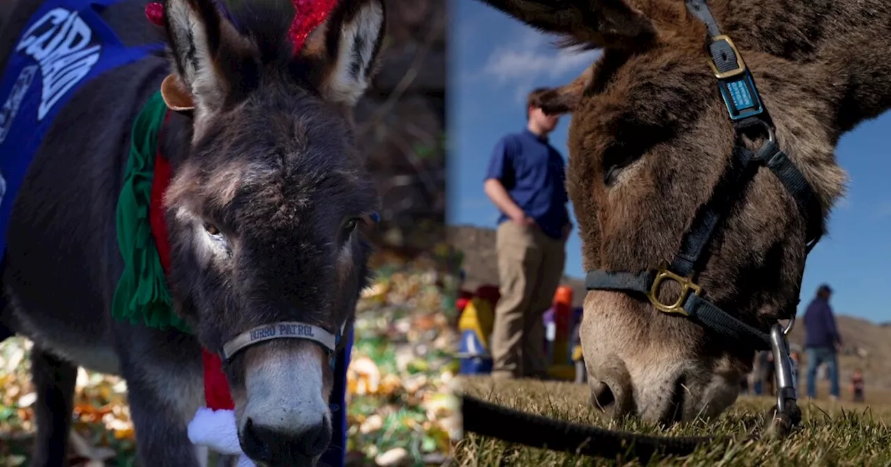 It takes two to play Blaster the Burro: Meet Pepsi and Winkie, the beloved burros at Colorado School of Mines