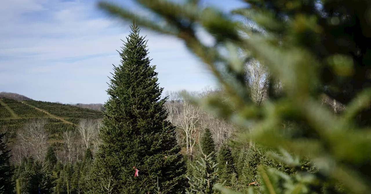 The White House's Christmas tree is a symbol of resilience for hurricane-hit North Carolina farms