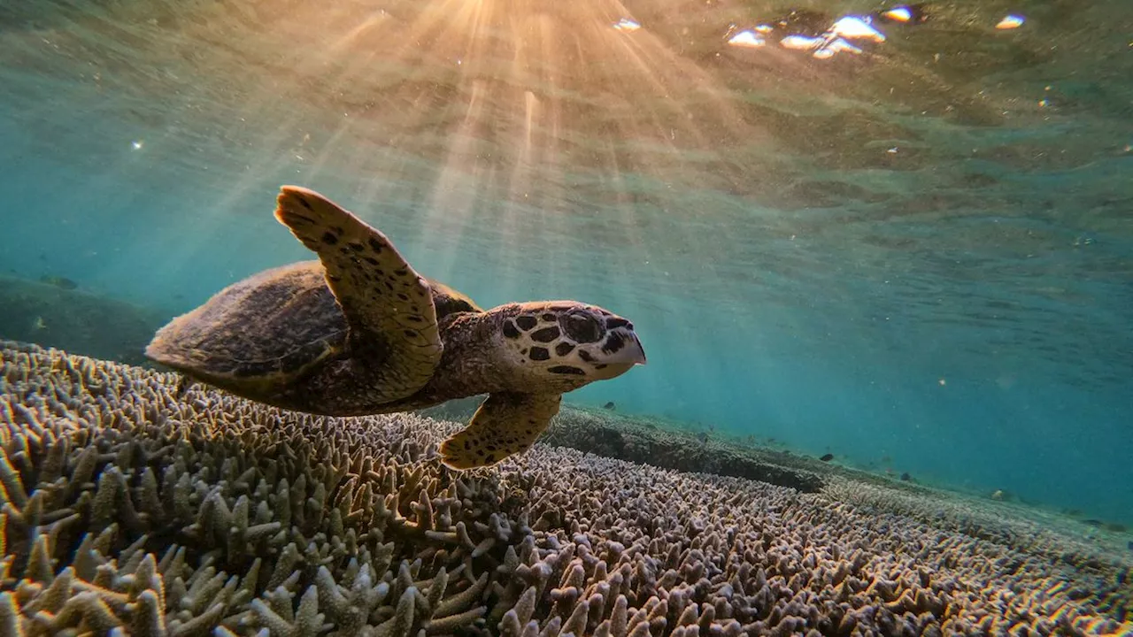 Unesco-Weltnaturerbe: Korallensterben am Great Barrier Reef erreicht Rekordausmaße