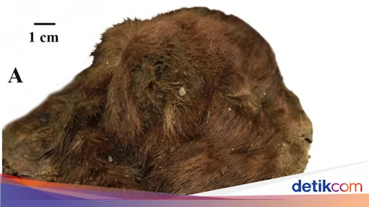 Kucing Bergigi Pedang Berumur 35 Ribu Tahun Ditemukan, Pertama dalam Sejarah!