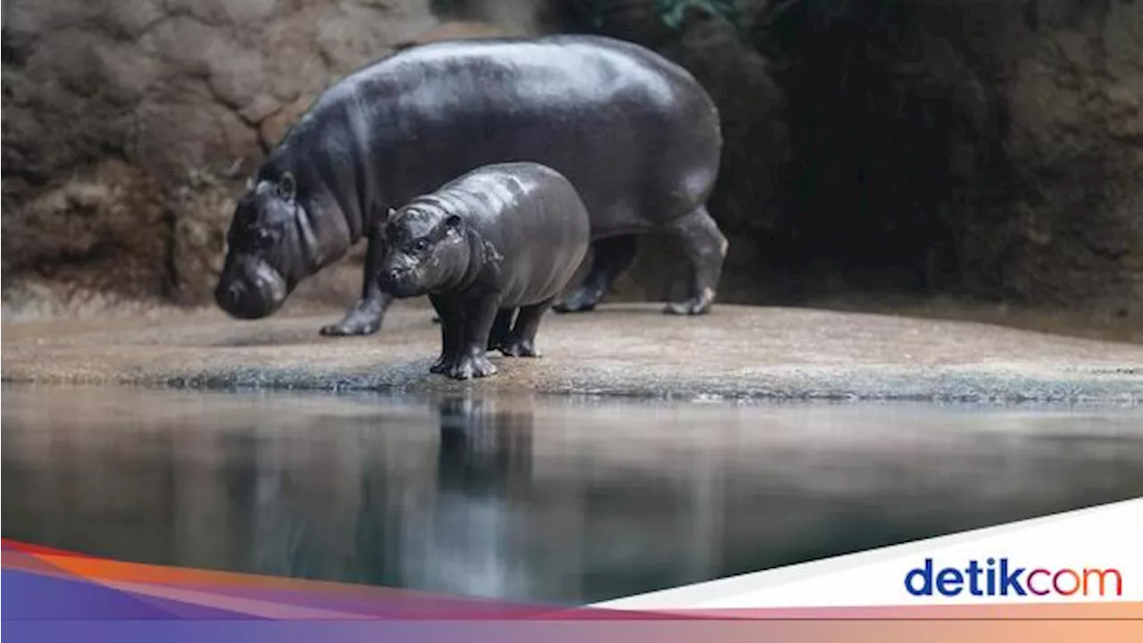 Mengapa Kita Sebaiknya Tenang Saat Berada di Kebun Binatang?