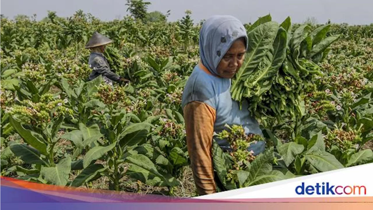 Asosiasi Sebut Pengetatan Aturan Tembakau Berdampak Buruk buat Petani