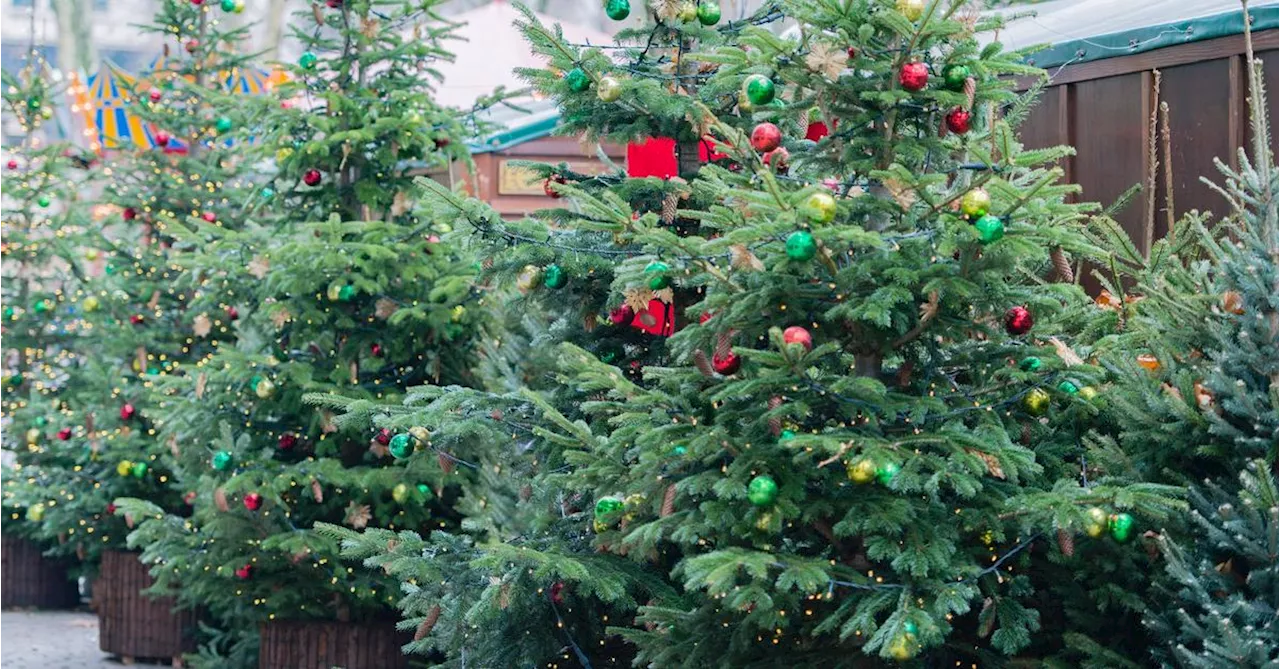 Gärtner muss Strafe zahlen, weil er Christbaum vor Hamburger Kindergarten aufstellte