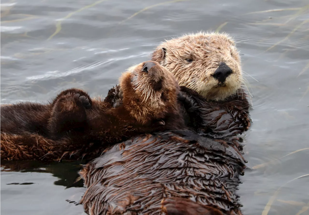 Sea Otter Surrogacy Pairs Childless Moms with Orphan Pups