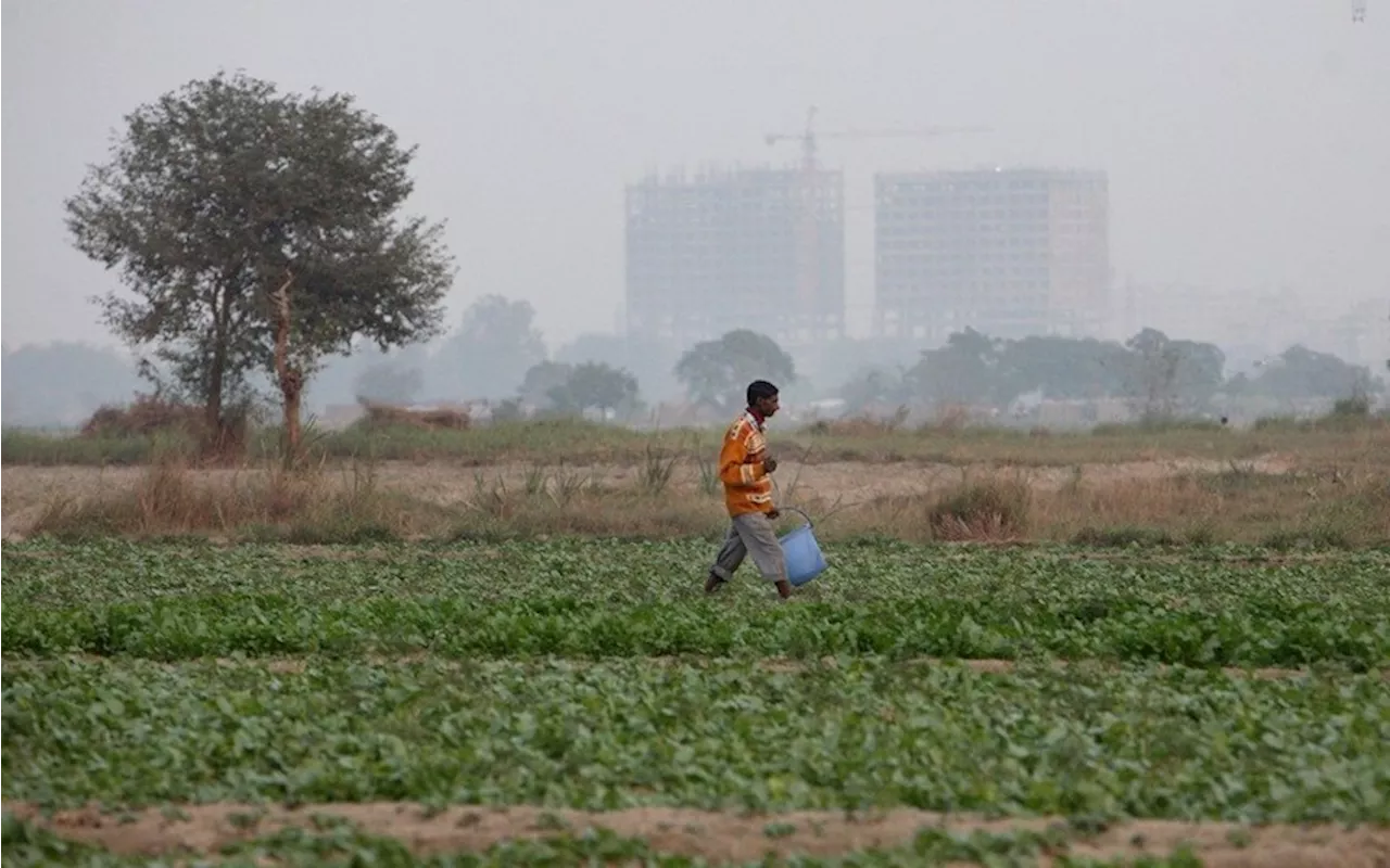 Suicidio de más de 100.000 agricultores en la India llega a COP29