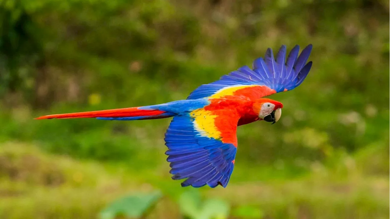 Why Do Scarlet Macaws Neglect Their Youngest Chicks?