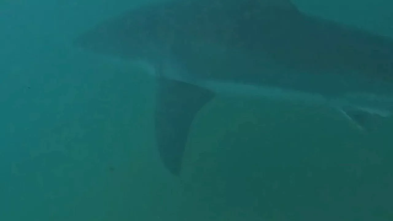 Watch: Great white shark swims close to Australian surfers