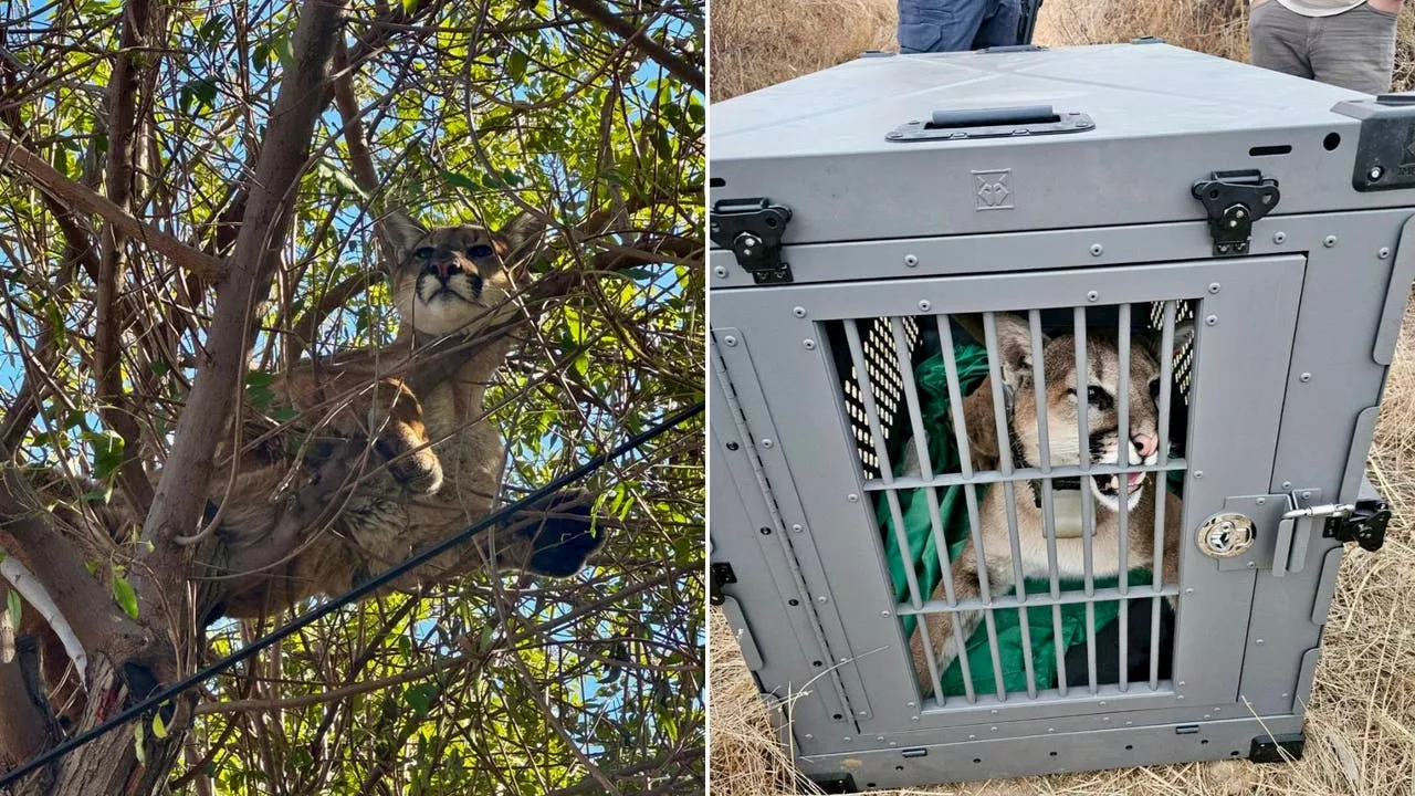 Dog chases mountain lion up tree in Tustin