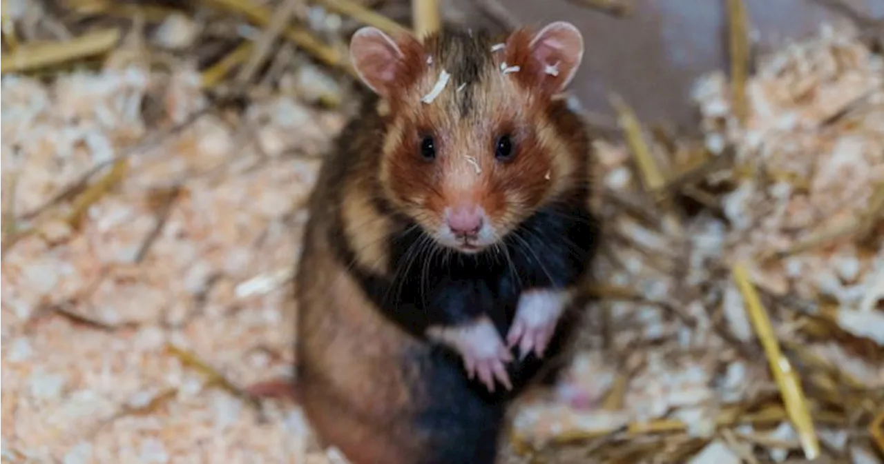 132 escaped hamsters run amok, ground Portuguese plane for 4 days