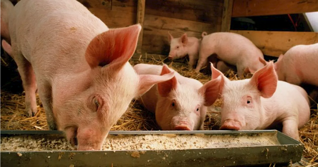 As bird flu spread continues, why the recent jump to pigs raises worries