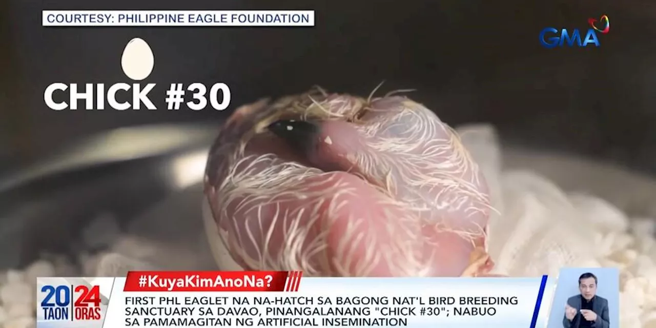 1st PH eagle chick that hatched in Davao's new bird breeding sanctuary produced via artificial insemination