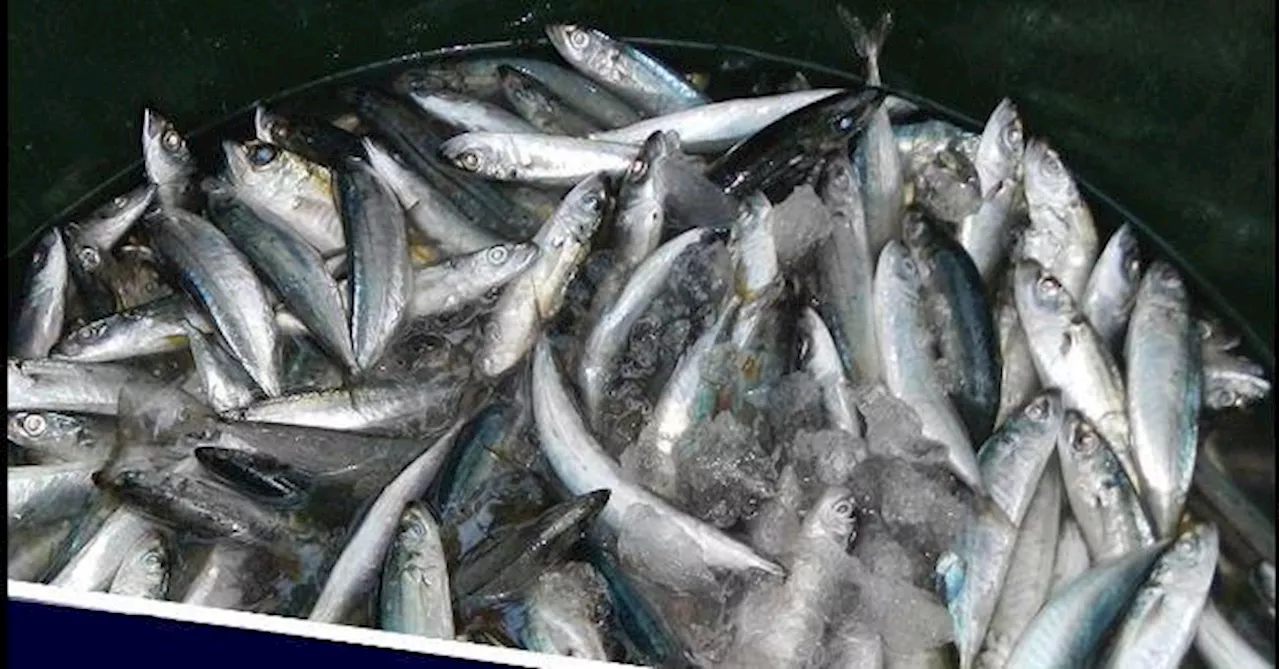 PH mulls more importation of galunggong, mackerel, other fish