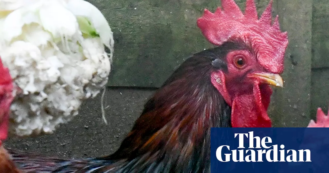 Cock-a-doodle-don’t: man fined over cockerel’s morning noise