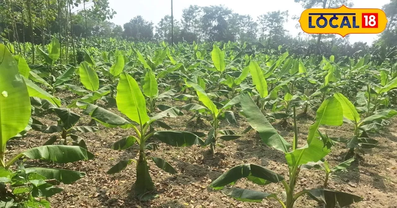 गन्ने से बेहतर है ये इस फल की खेती, कई गुना तक हो सकता है मुनाफा, यूपी का किसान लखपति