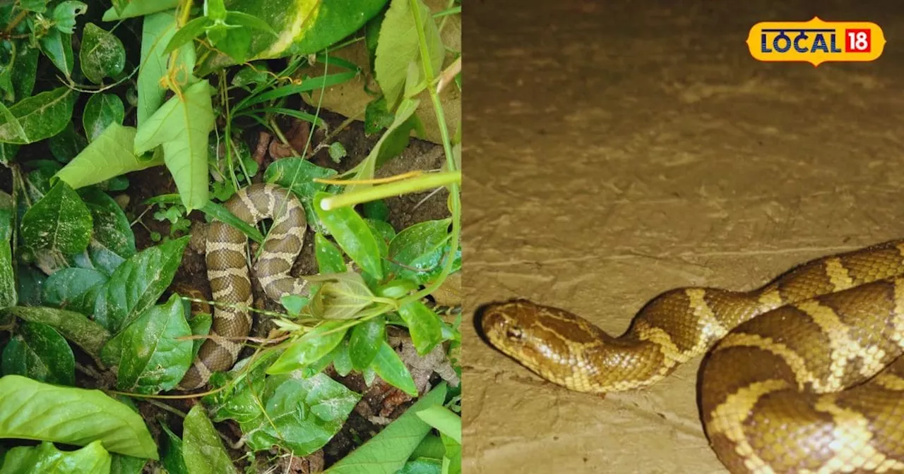 69 साल बाद दुधवा नेशनल पार्क में दिखा दुर्लभ Siebold Water Snake, जीव प्रेमियों के लिए बना आकर्षण का केंद्र...