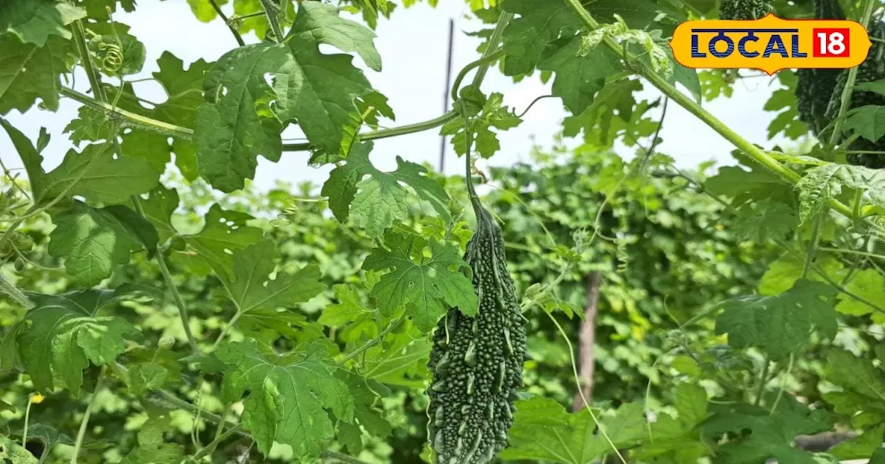 Bitter Gourd Farming: इस विधि से करें करेले की खेती, लागत-मेहनत बहुत कम, कमाई लाखों में होगी