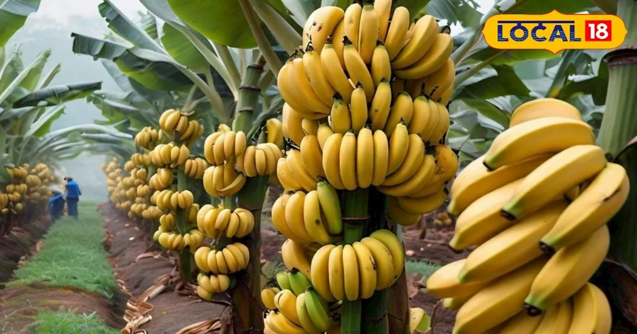 Banana Farming: यूपी में केले की खेती पर मिलेगी सब्सिडी, किसान सरकार की इस योजना का उठाएं लाभ