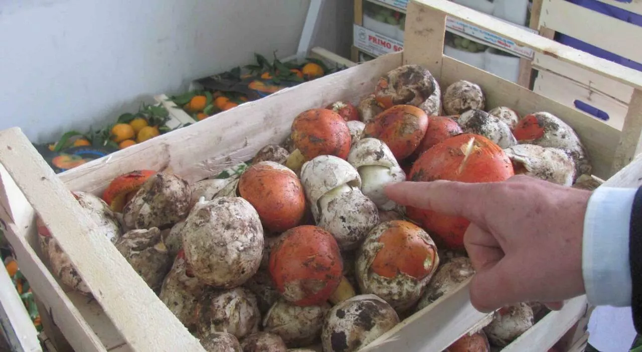 Funghi velenosi a pranzo lei muore, due intossicati