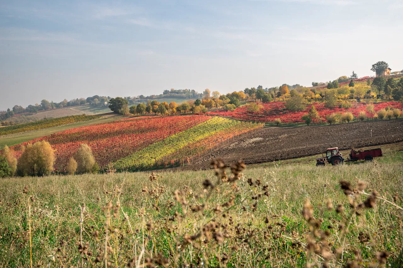 Cosa Beviamo. La nuova strada del vino