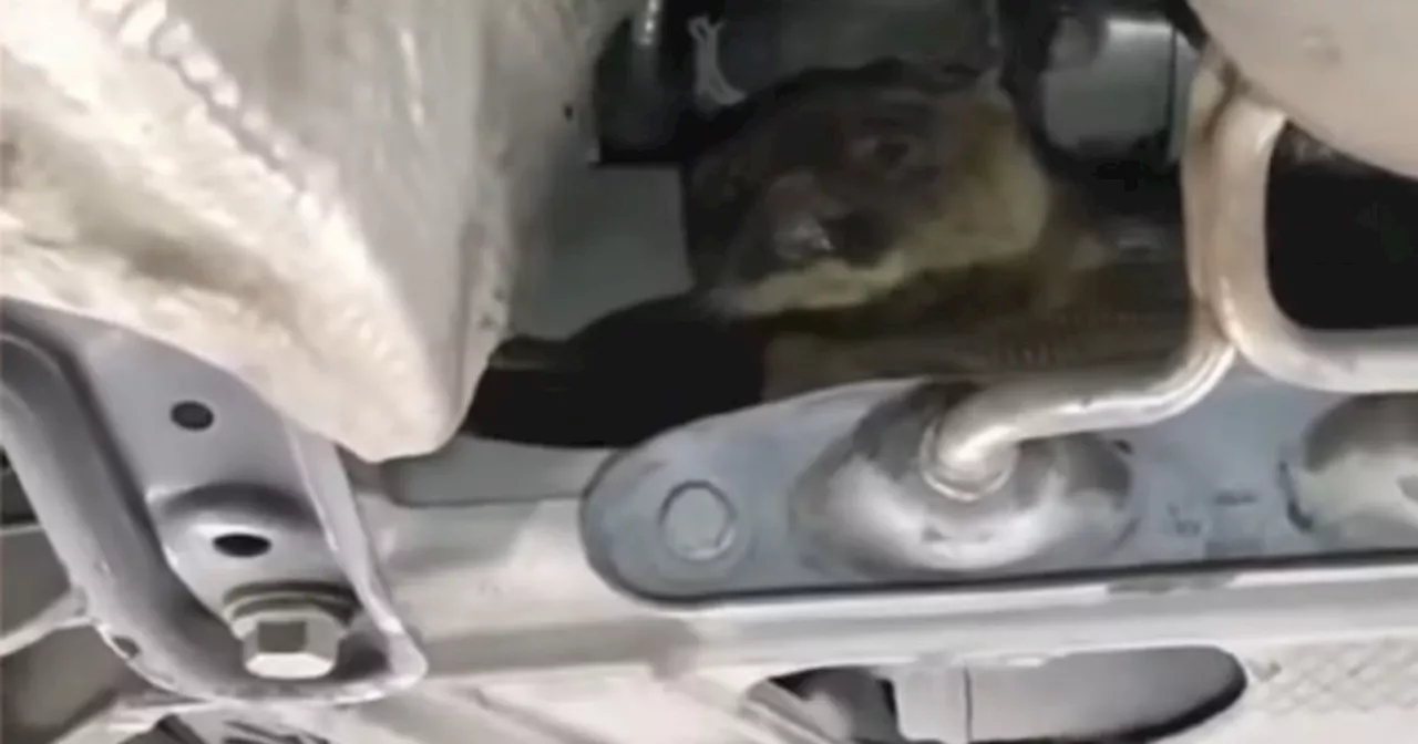 NCT testers shocked to discover 'mischievous' critter hiding underneath vehicle