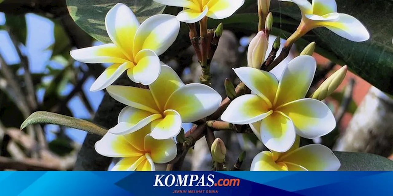 4 Jenis Pohon Kamboja yang Populer di Dunia