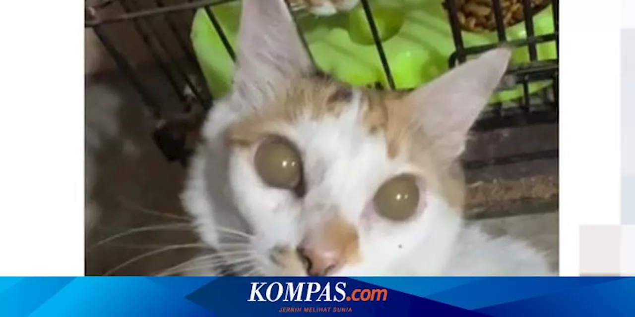 Viral, Video Mata Kucing Mendadak Berwarna Coklat, Apa Penyebabnya?