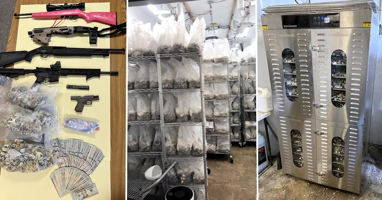 Sonoma County psychedelic mushroom operation seized; 2 suspects arrested