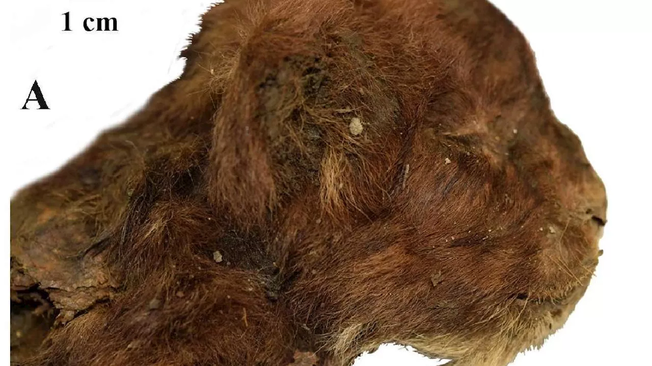 Saber-toothed cat mummy found with intact skin, fur and toes is 'mind-blowing,' scientists say