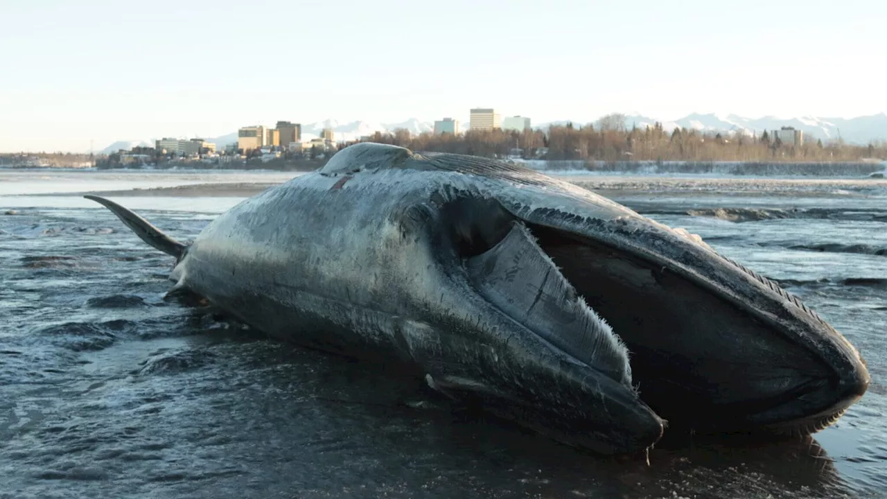 ‘Stunning’ 47-foot fin whale washes ashore near Anchorage’s Westchester Lagoon