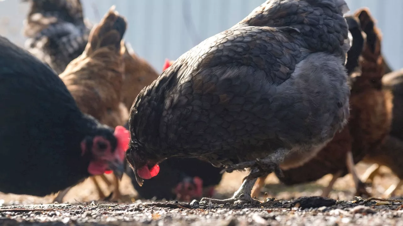 California case of bird flu affects child in Alameda County