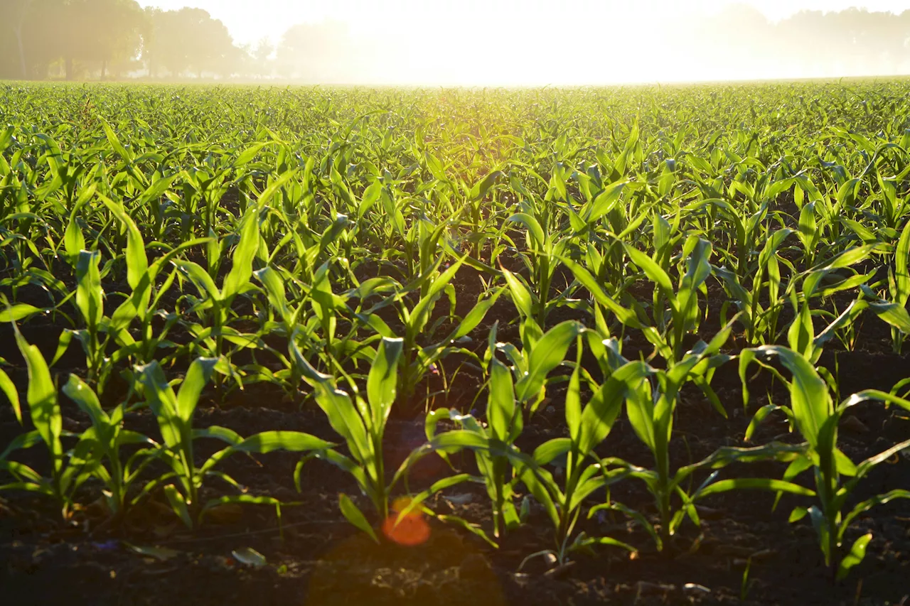 AgroScan: el futuro de la agricultura inteligente, por estudiantes del Tec Guadalajara