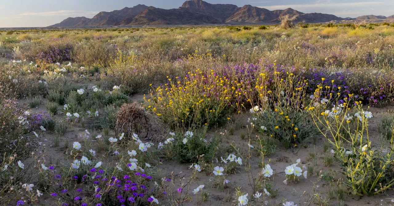 Native Americans press Biden to designate three new national monuments in California