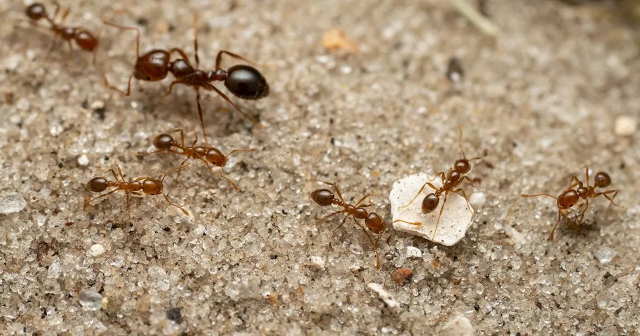 Var : un deuxième foyer de fourmis électriques, «extrêmement envahissantes», découvert en France