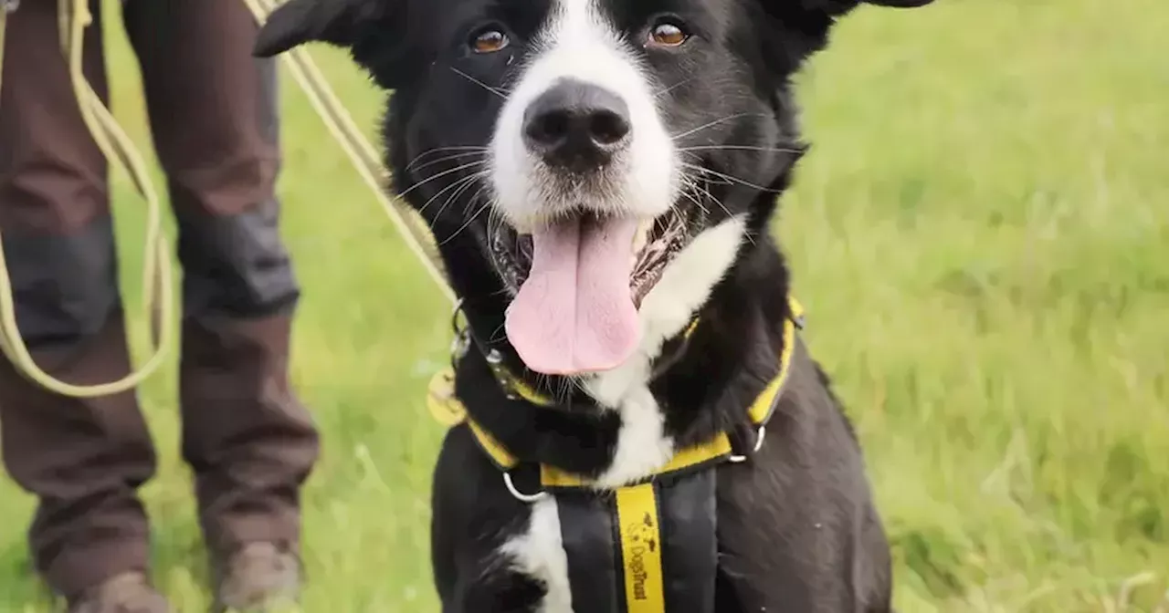 Meet the six dogs at Dogs Trust Leeds searching for a home this Winter