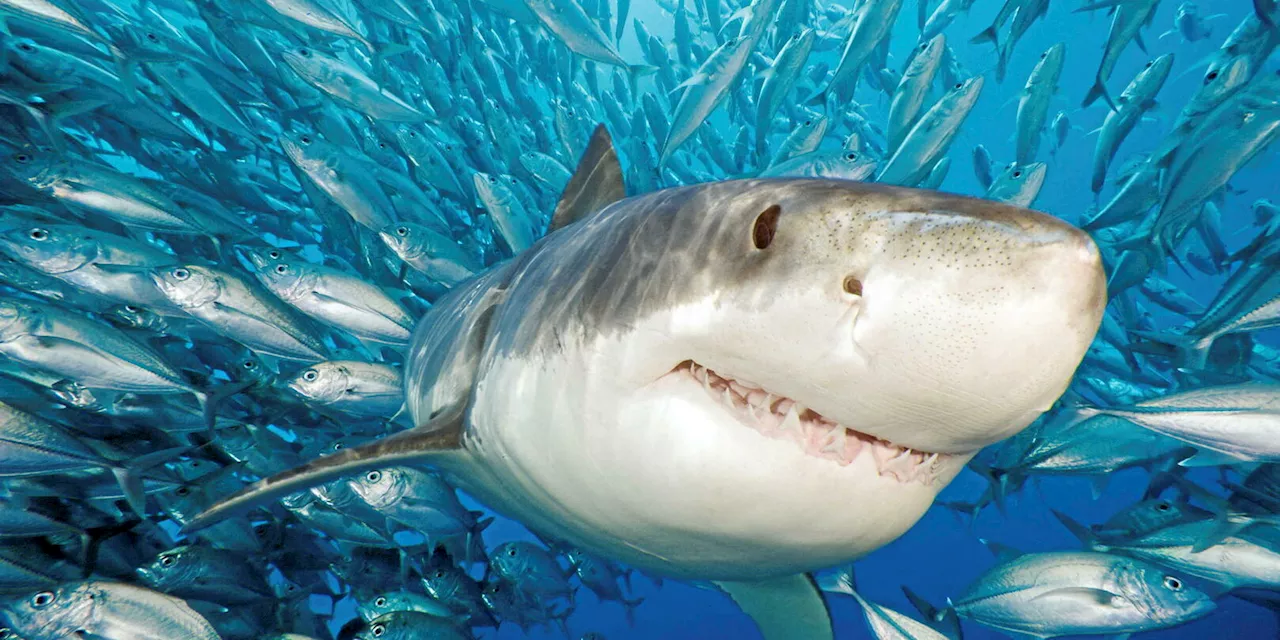 Le requin blanc est-il de retour sur le pourtour méditerranéen ?