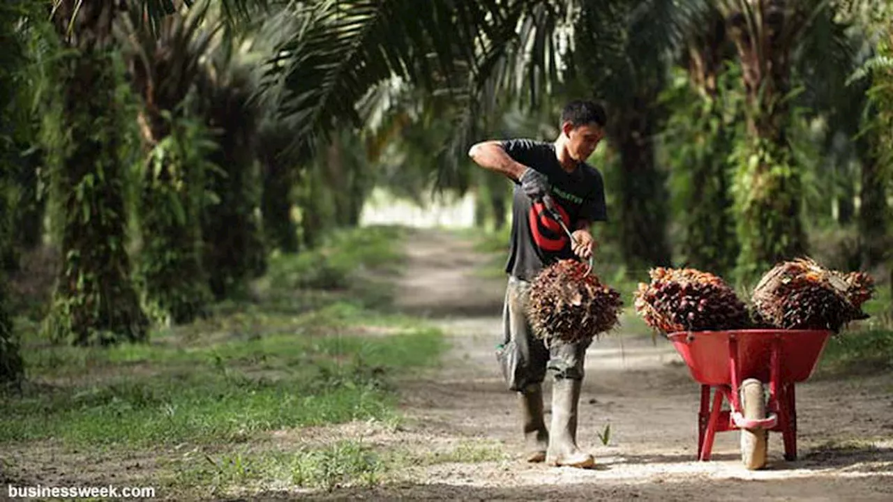 2,8 Juta Ha Lahan Sawit Rakyat Berusia 25 Tahun Segera Diremajakan