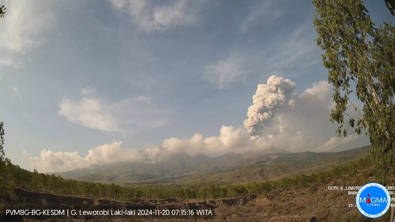 Gunung Lewotobi Laki-Laki Erupsi Lagi Rabu Pagi 20 November 2024, Kolom Abu Capai 2.000 Meter