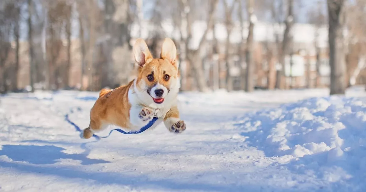 Expert reveals exact temperature when it's too cold to walk your dog in the snow