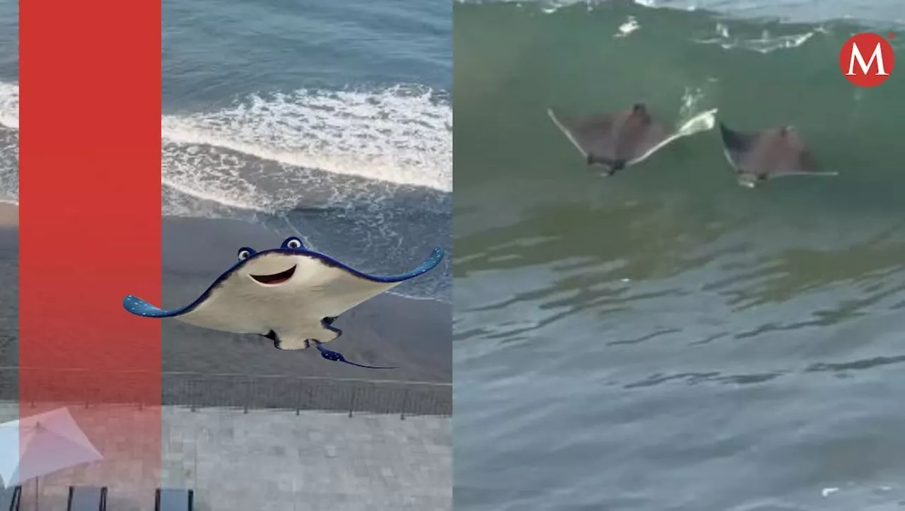 Captan ENORMES mantarrayas nadando a la orilla del mar en Mazatlán