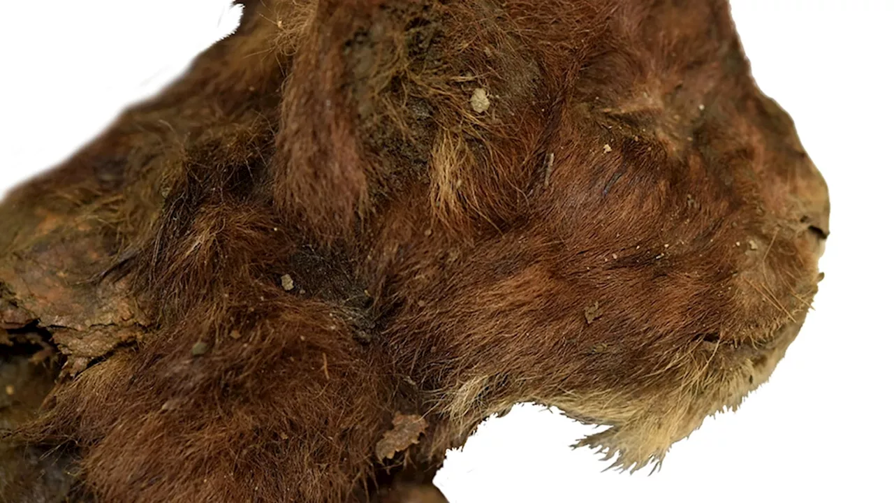 The world’s first saber-toothed cat mummy has been found in Siberia