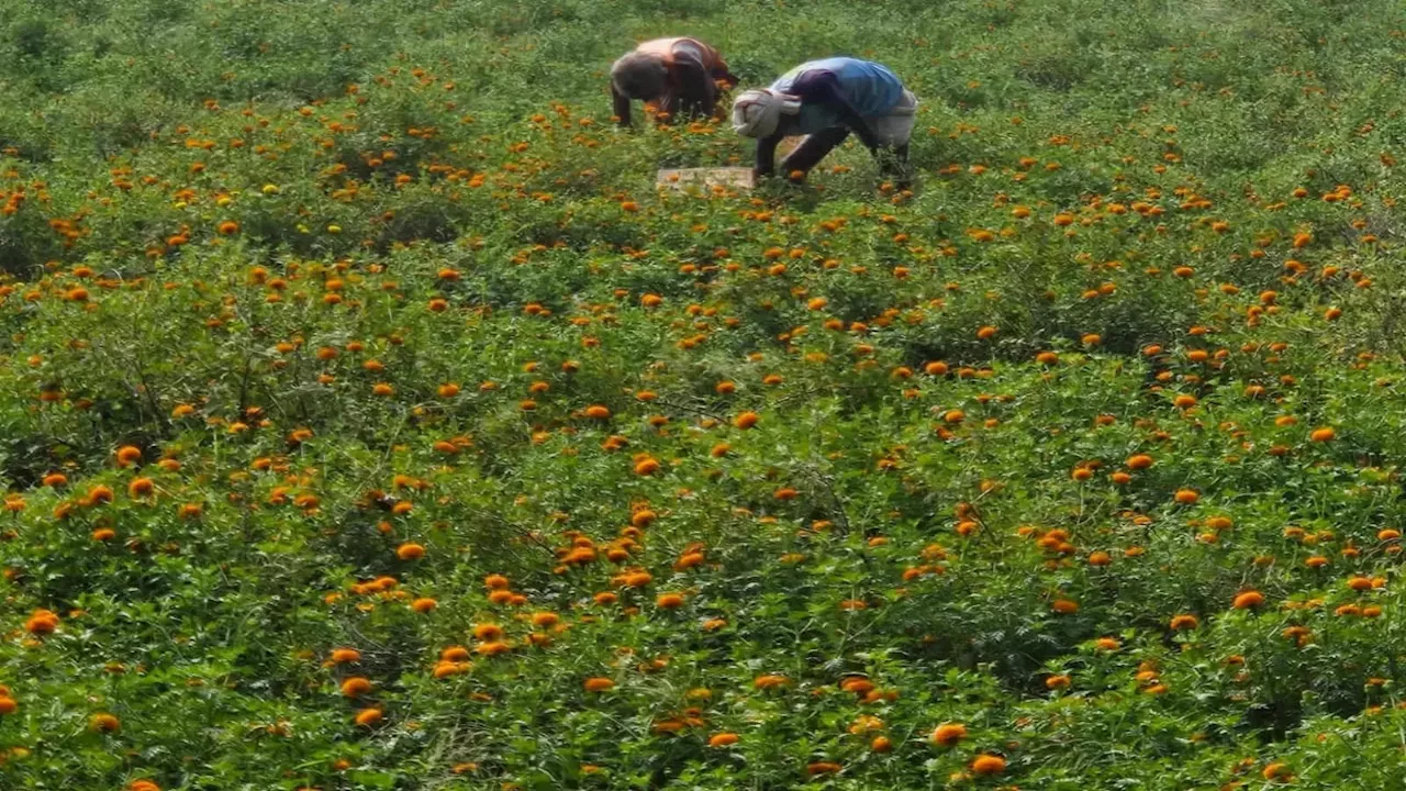 बिहार के 'मिनी कोलकाता' में आइए ना , अब तो बंगाल के वर्चस्व को खत्म कर के ही मानेंगे किसान!