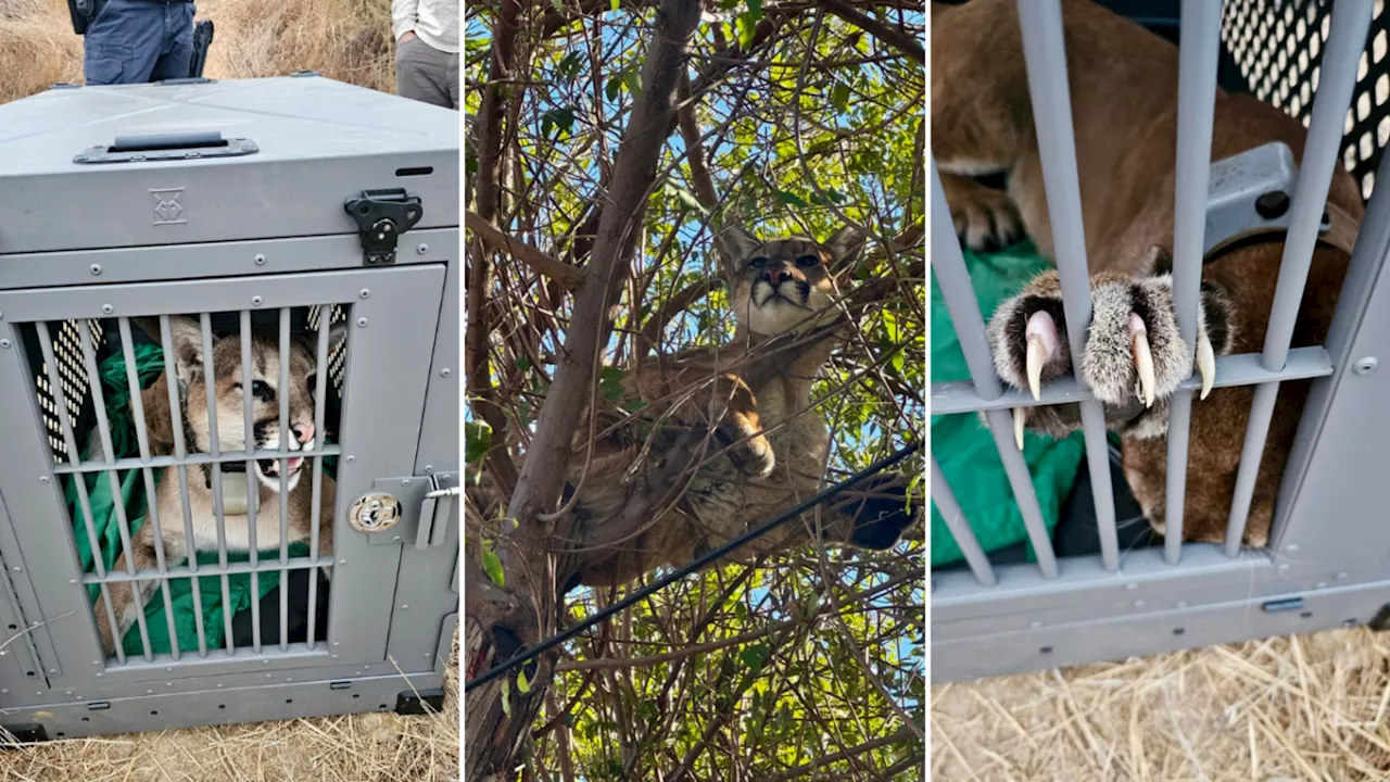 Mountain Lion rescued from tree in Tustin family home