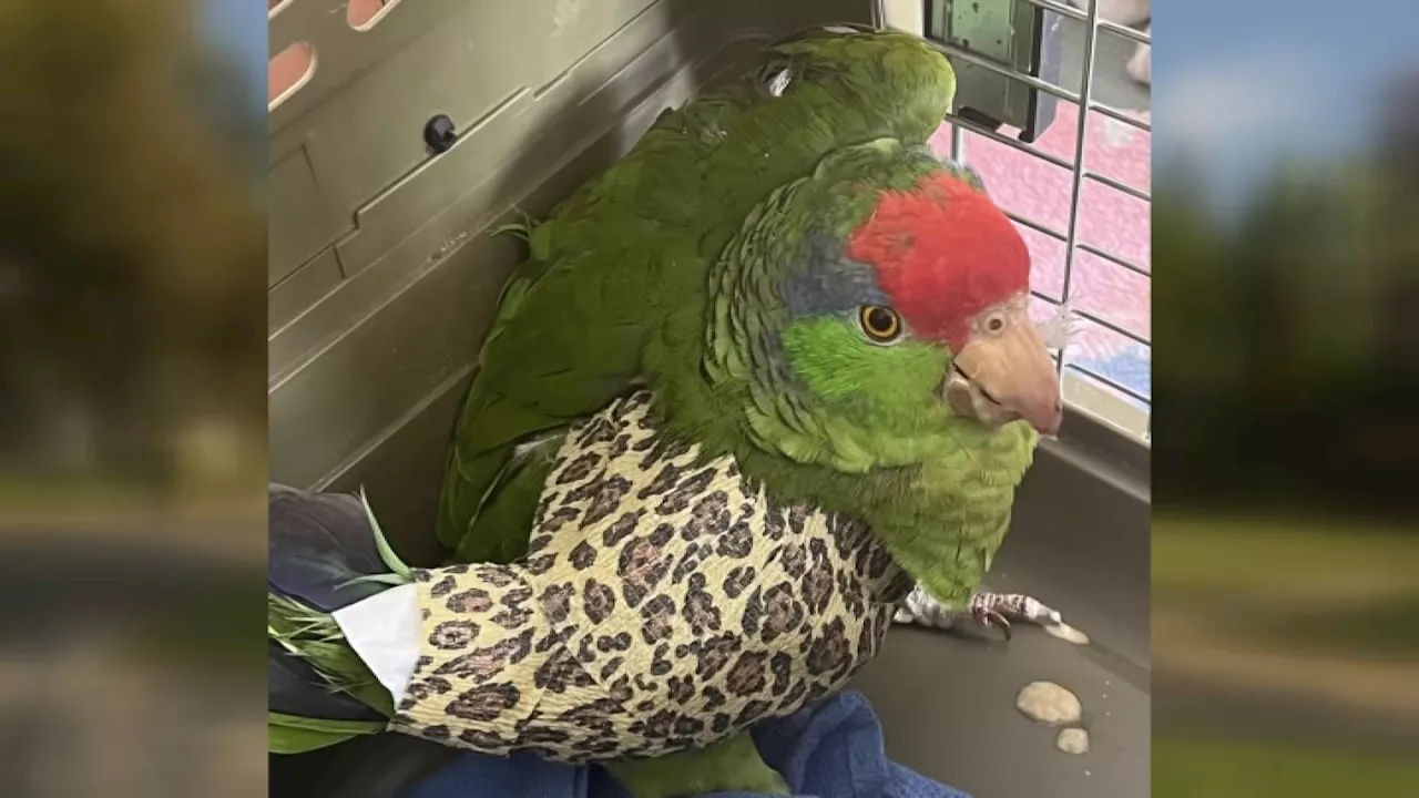 Wild parrots in San Gabriel Valley are being shot by pellet guns