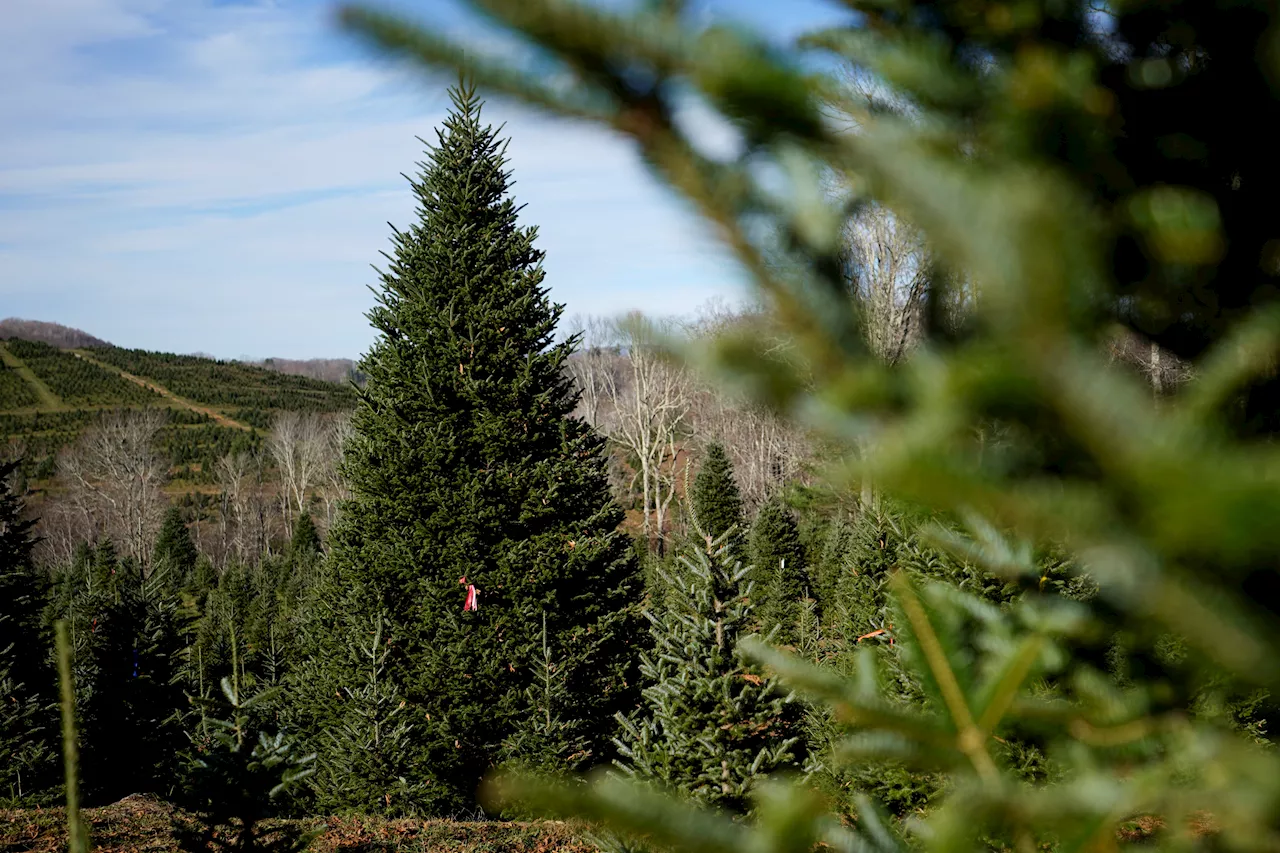 White House Christmas tree a symbol of resilience for hurricane-hit North Carolina farms