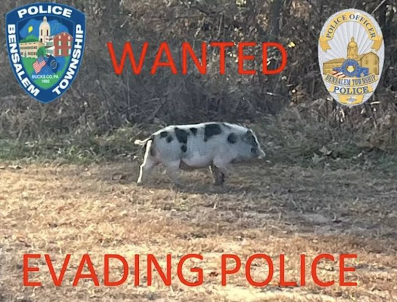 ‘Slippery swine' on the loose in Bensalem Township, police say