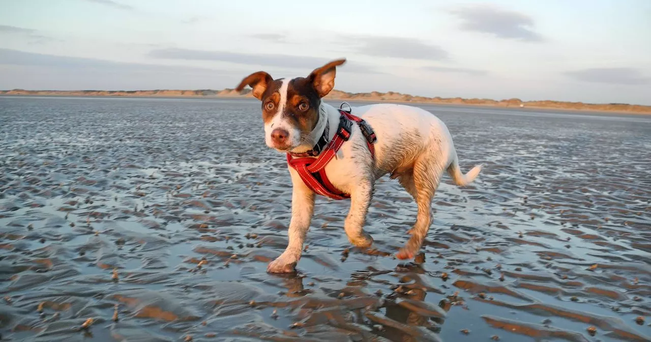 RSPCA's cold weather warning to dog owners as snow sweeps UK