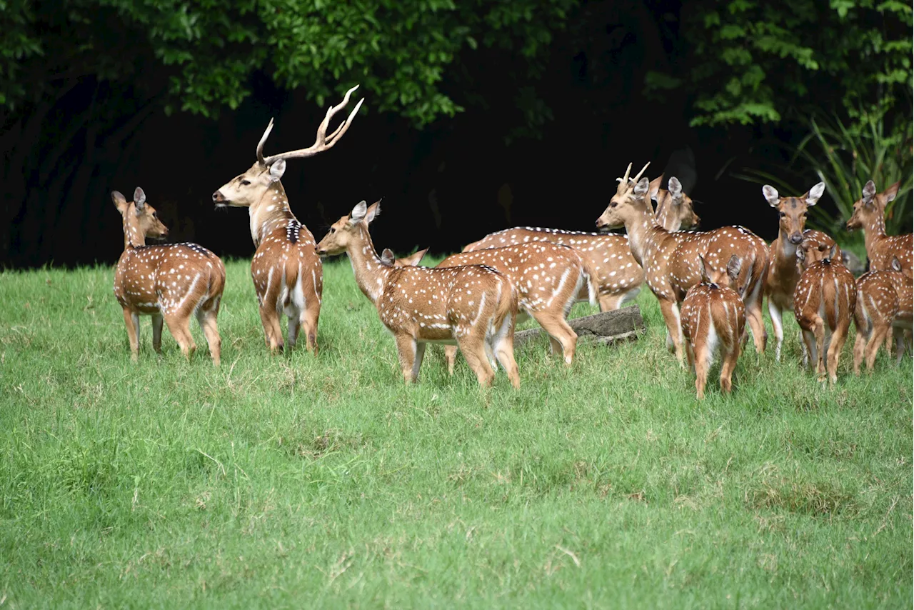 Maui Struggles to Control Axis Deer as 17,000 Killed This Year