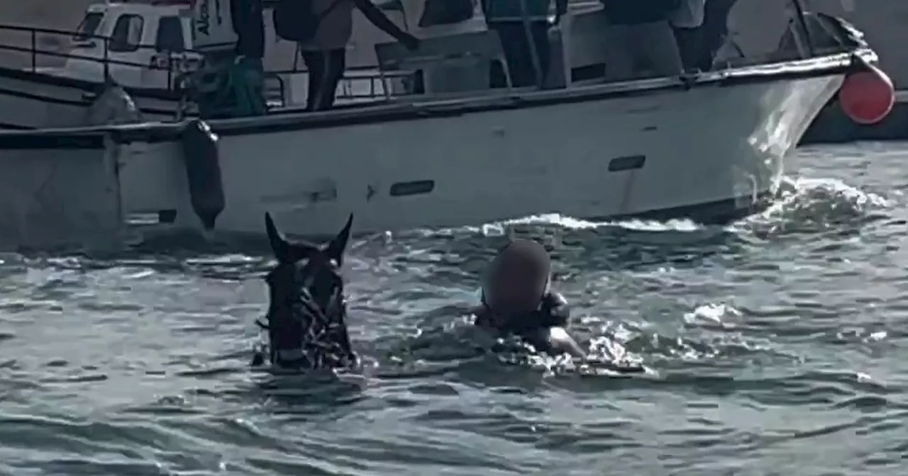 Man's 'strange' sight at rider on swimming horse in sea near boat